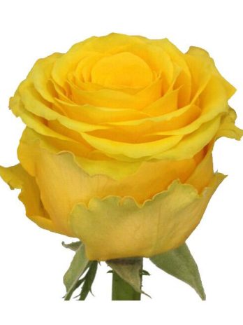 Rose Penny Lane