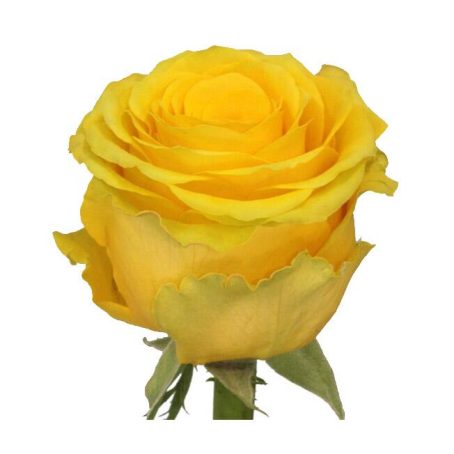 Rose Penny Lane